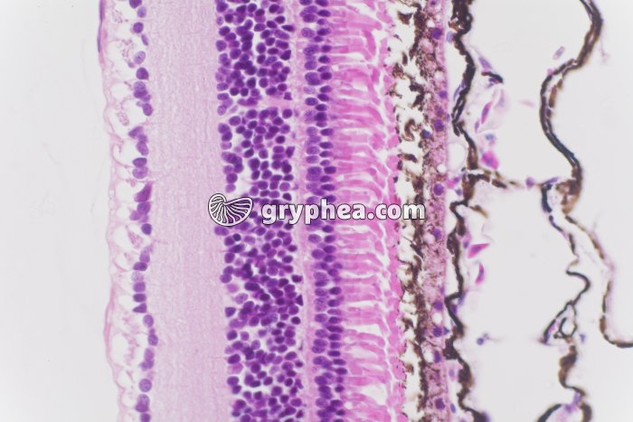 Rétine Oeil de Grenouille x100 - gryphea.org